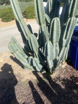 ‏Peruvian Apple Cactus ٠