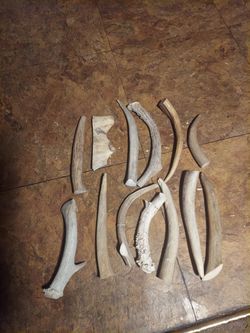 NATURAL ANTLER TIPS