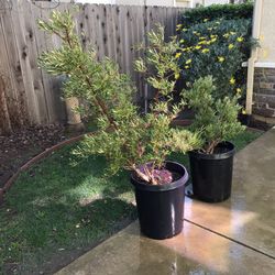 Fruitless Olive Trees