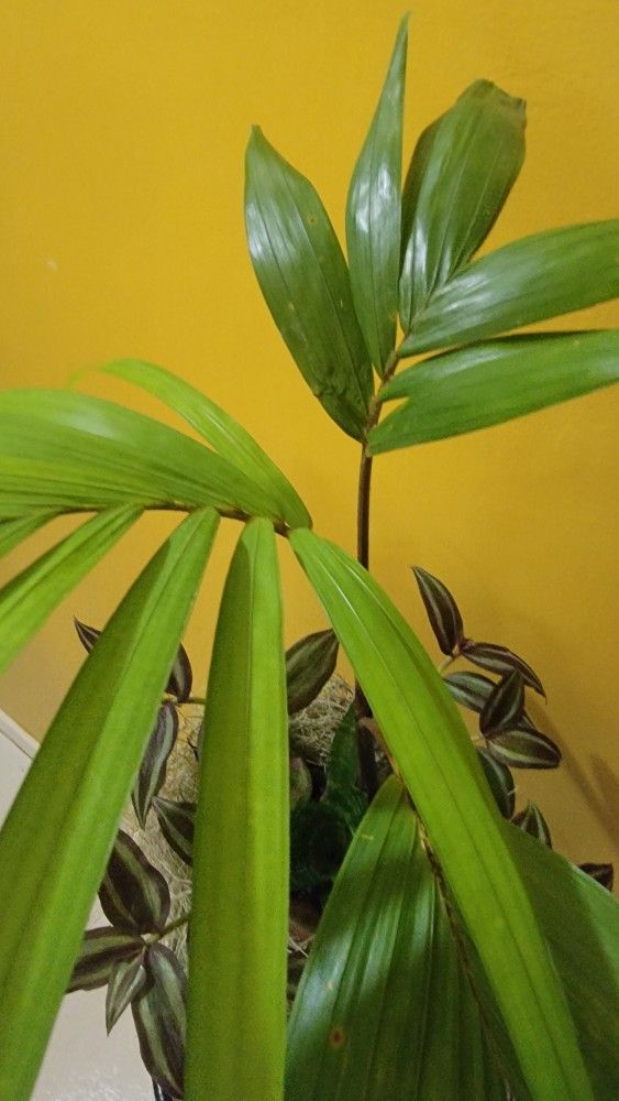 Plant Combo