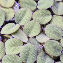 Salvinia Minima Aquarium Floaters