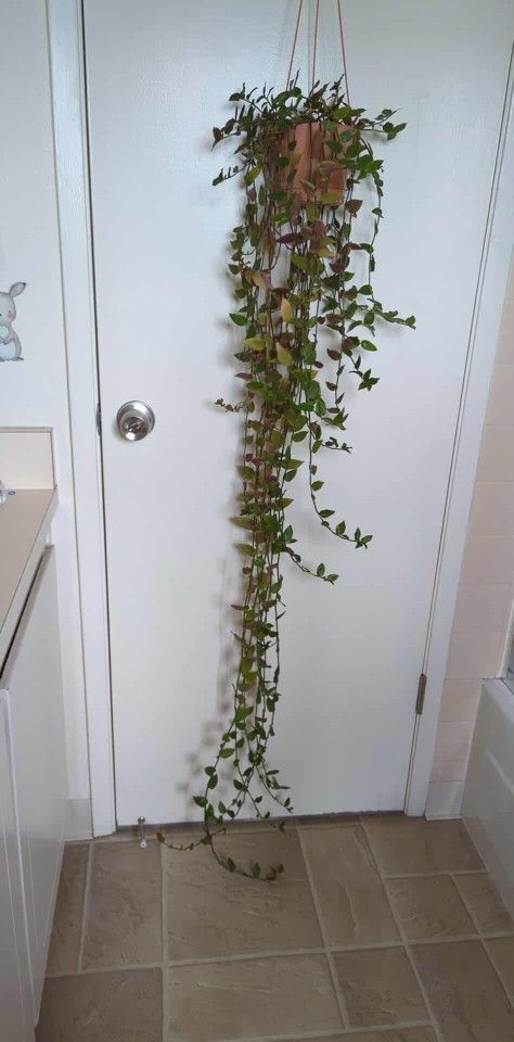 Tradescunta Rare Nanour plants (long)