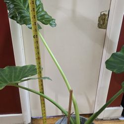 Huge Leaves-Alocasia Plant $25. Pick-up In Aurora.
