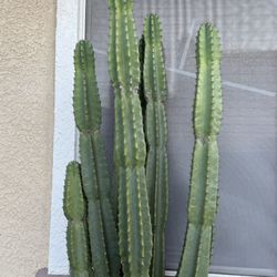 San Pedro cactus Cuttings