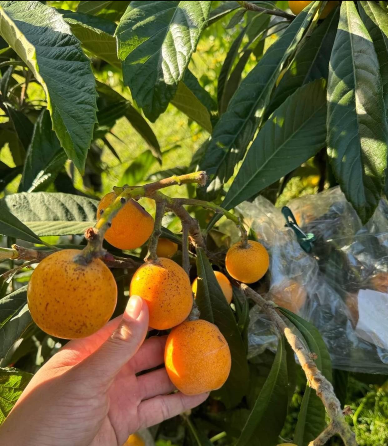 Champagne loquat Tree