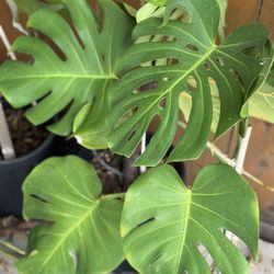 Monstera Deliciosa Plants