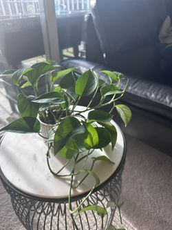 Pothos For Sale