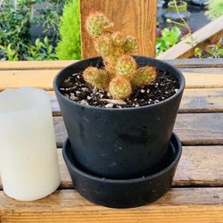 Live indoor Copper King cactus 🌵 (Mammillaria Elongata ) house plant in a ceramic planter pot with base included—firm price