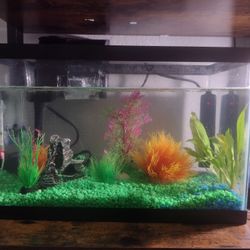 5.5 Gallon Aquarium Setup 