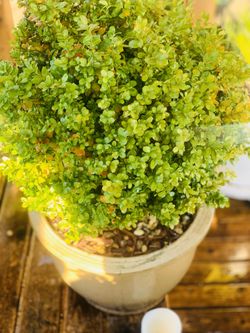 Live outdoor English Dwarf Boxwood plant in ceramic planter flower pot—firm price