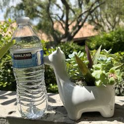 Succulents