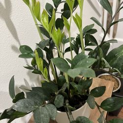 Snake Plant And Zz Plant