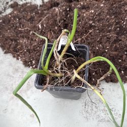 🌿 Fresh Organic Garlic Bulbs – Only $3 Each! 🌿