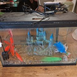 10 Gal Tank Set Up 