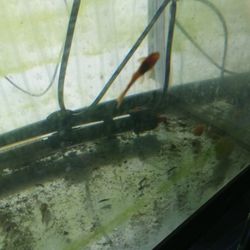 Super Red Bristlenose Pleco Fry