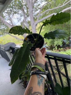 Live plant ring of fire philodendron