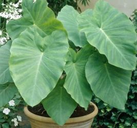 Elephant Ears Plants