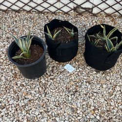 American Agave Succulent