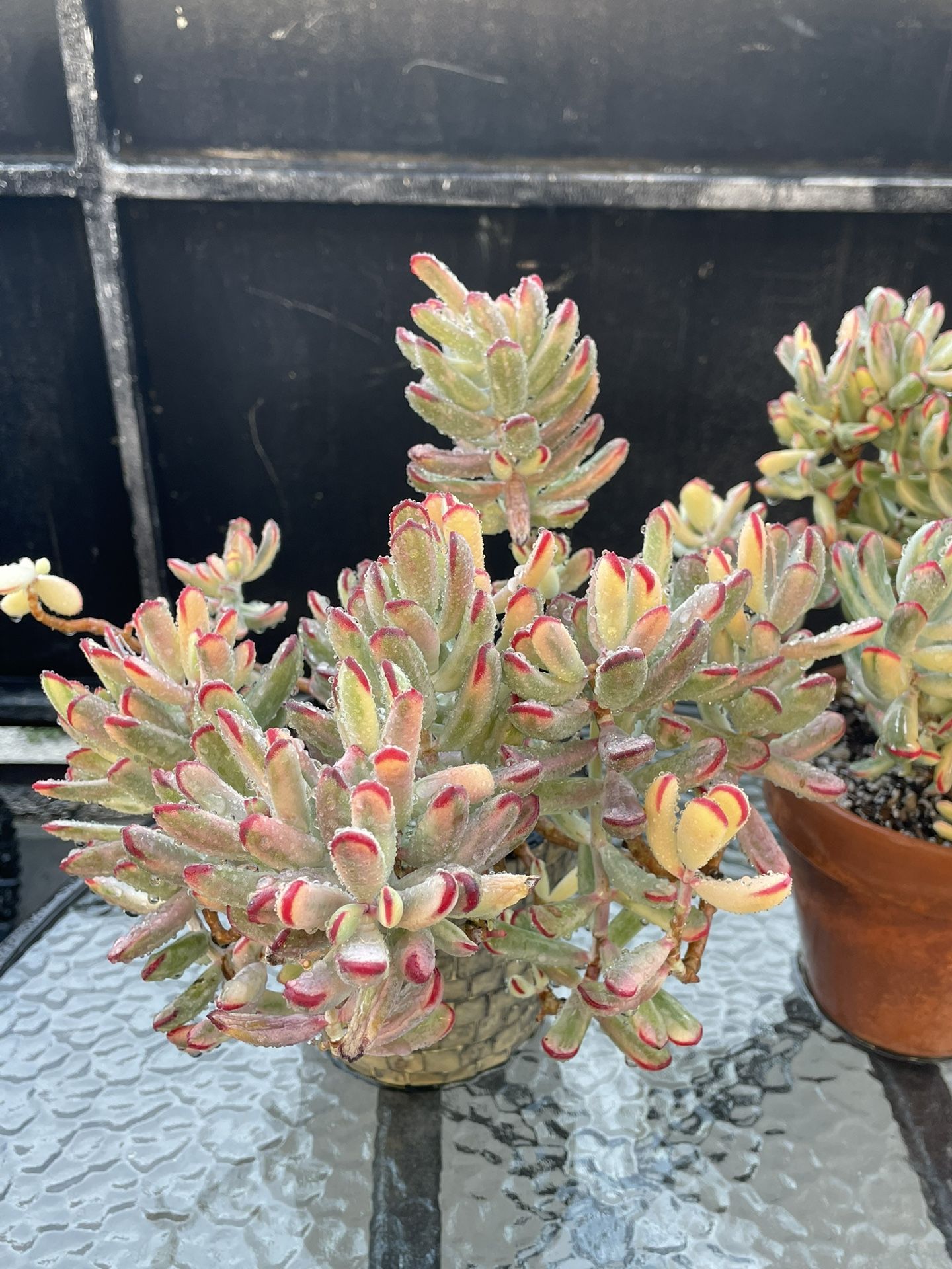 Succulent 