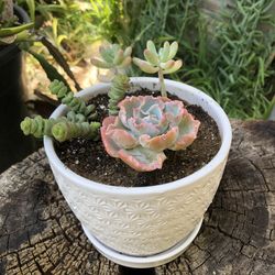 Mother’s Day gift 🎁 / succulents