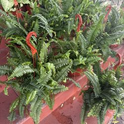 Boston Ferns Aka Sword Ferns