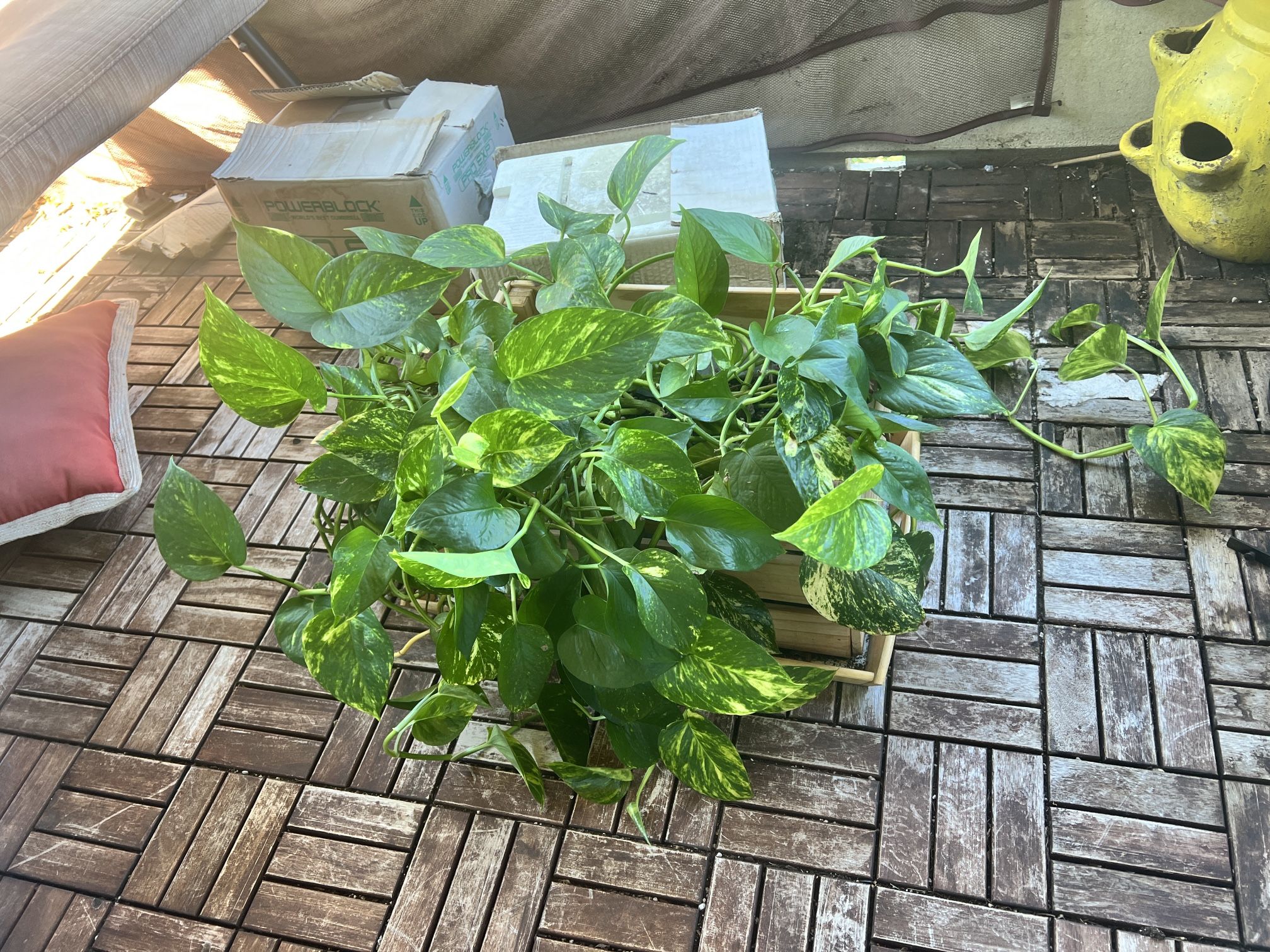 Live Money Plant