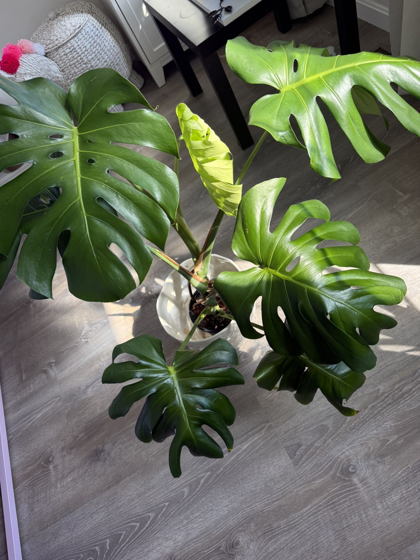 Beautiful Monstera