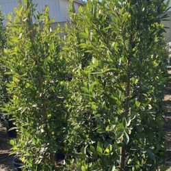 Ficus 7f