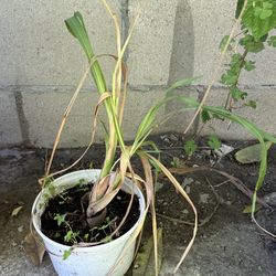 Lemongrasses potted plant