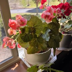 Free Potted Flowers