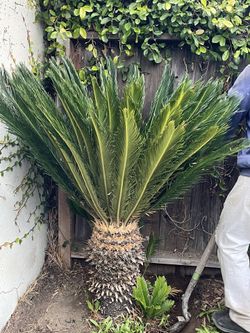 Sago Palm Tree!