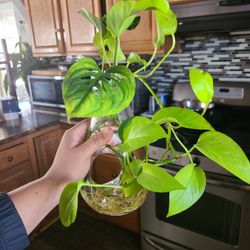 Neon Pothos And Swiss Cheese Plant