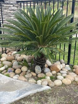Sago palm