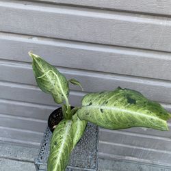6” dieffenbachia camouflage