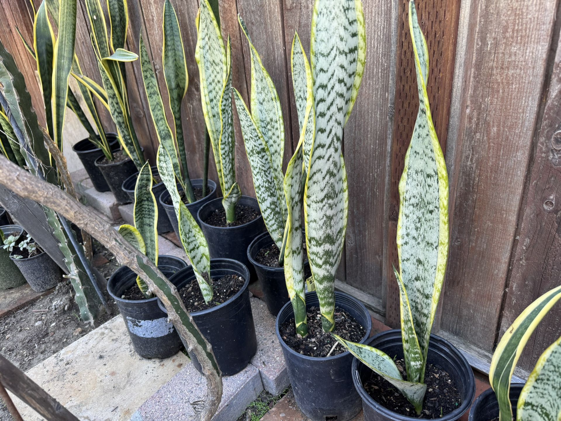 Snake plants