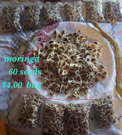 Moringa  seeds