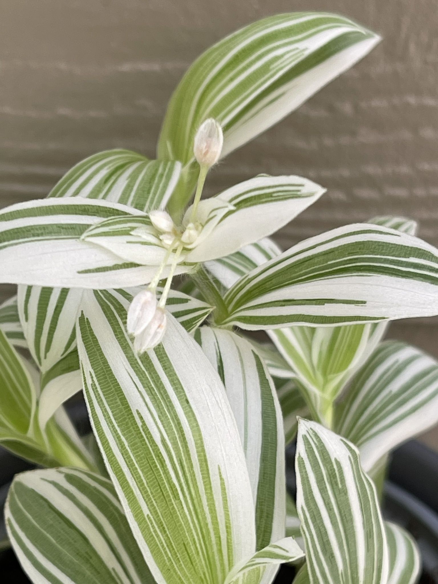 Pistachio Tradescantia Variegata Pallida Beautiful House Plant In Ceramic Pot 6"H.