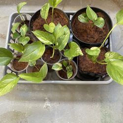 10 Small Starter Golden Pothos Plants