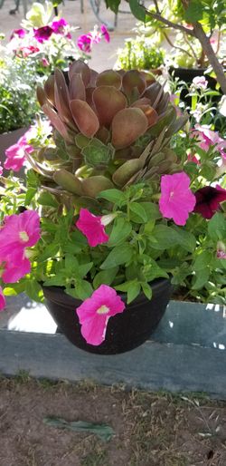 Aeonium and petunias