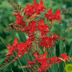 Crocosmia