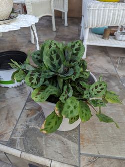 Maranta Leuconeura Plant 