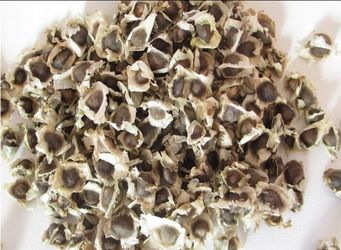 Moringa seeds I got some