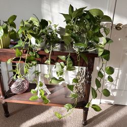 3 Golden Pathos Evergreen Plants.