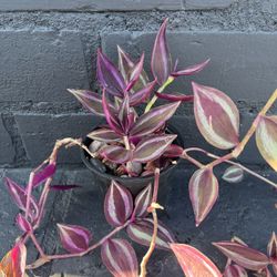 Plants