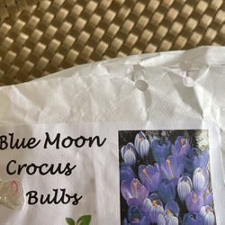 Saffron Plants /Blue Moon Crocus Bulbs