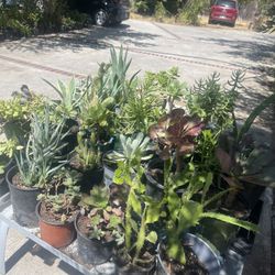 Bundle Plants For Garden 