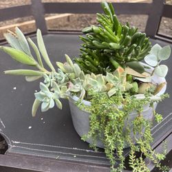 Succulents 