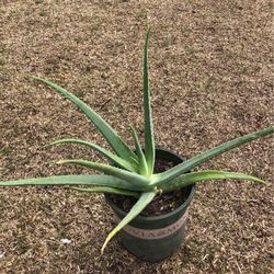 Bonita Planta De Sabila