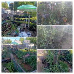 Huge plant sale