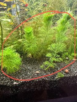 Aquarium plants